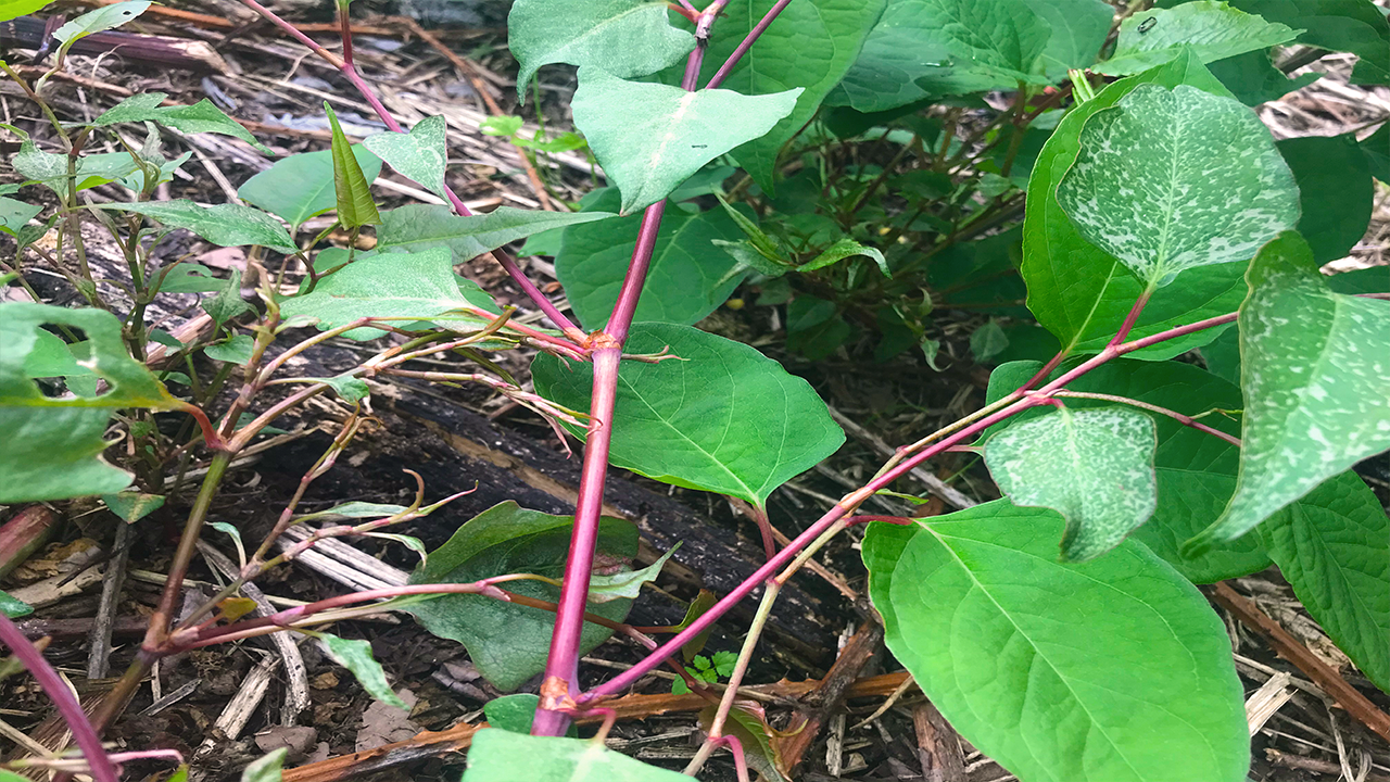 Japanese knotweed showing red stem